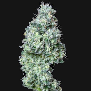Bruce Banner (SALE)